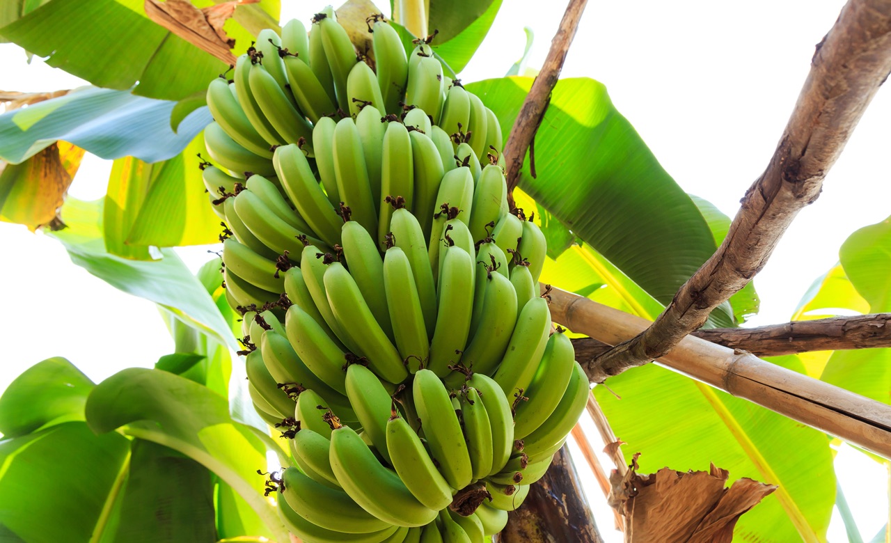 Выращиваем банановое дерево дома